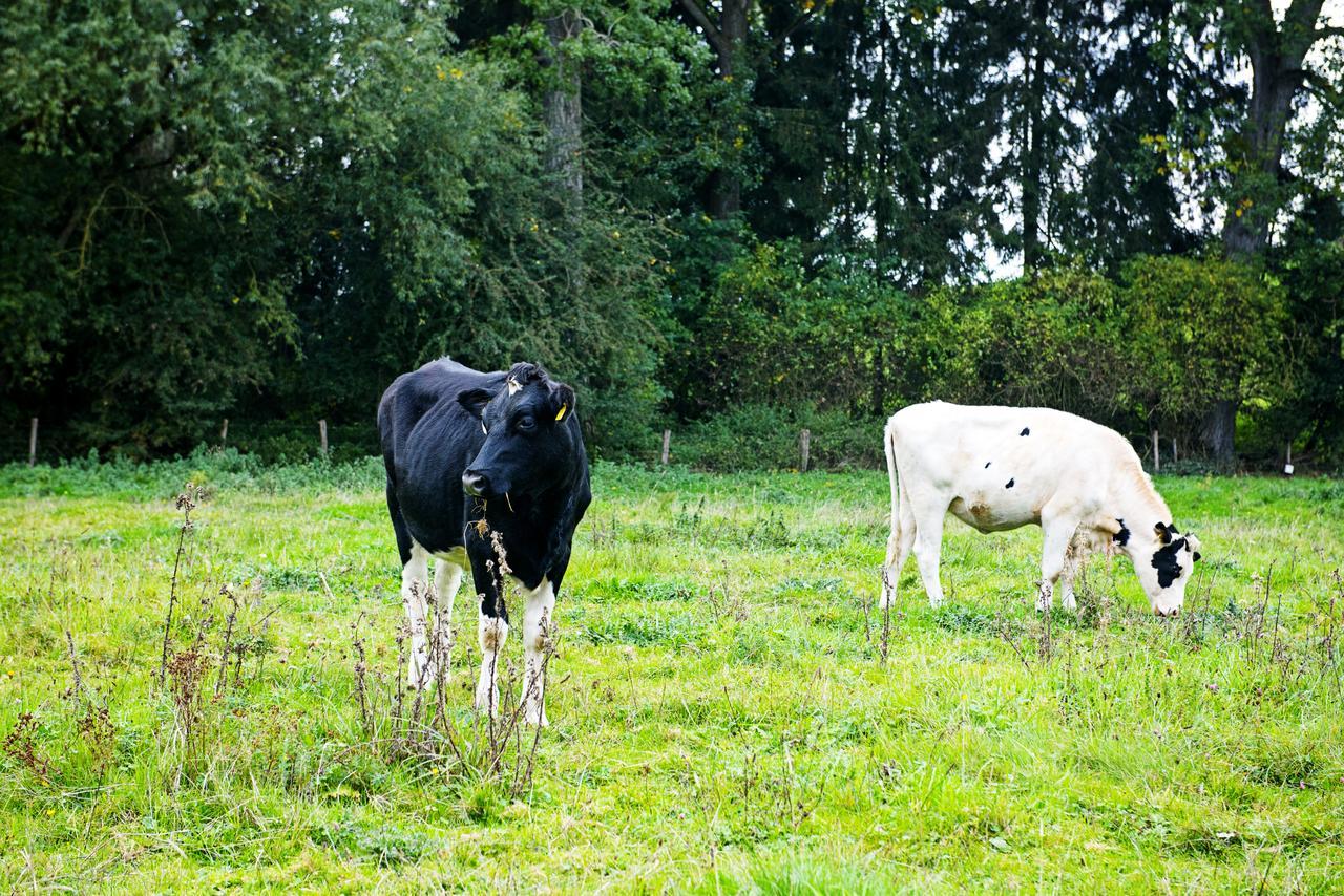 In Den Roden Leeuw Van Limburg Wittem Exteriör bild